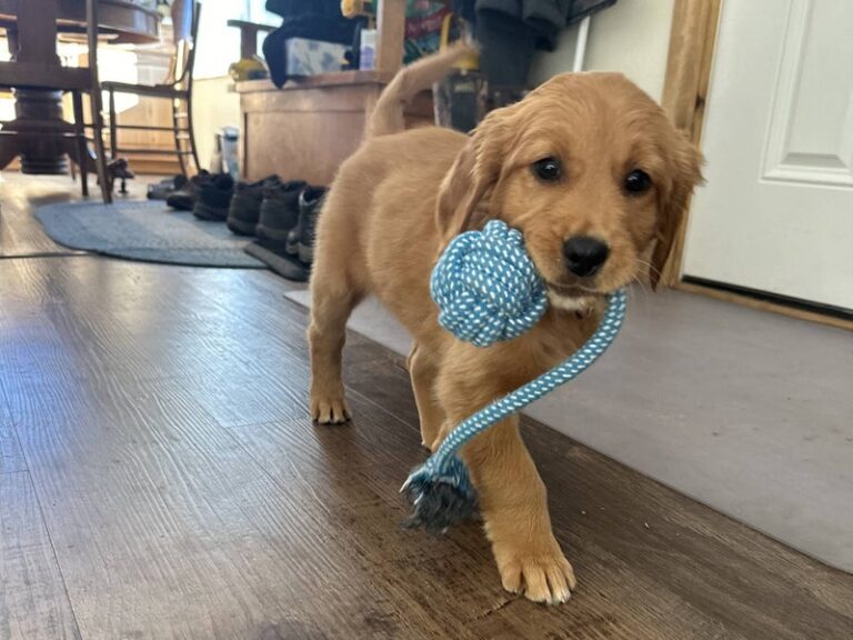 Golden Retriever puppy from Legacy Ranch