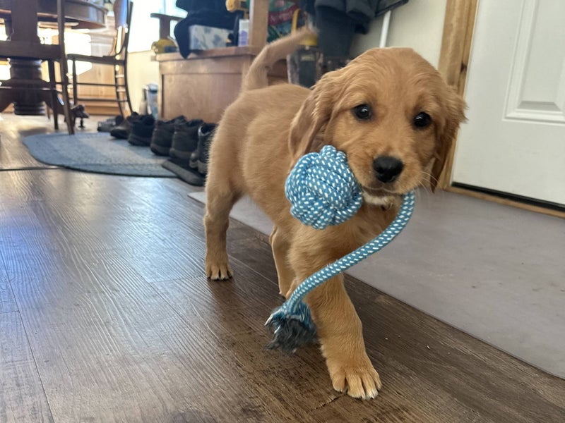 Golden Retriever puppy from Legacy Ranch