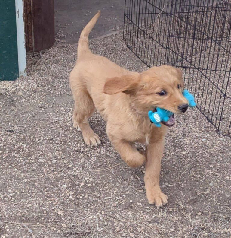 A Golden Retriever puppy trotting with a toy in her mouth
