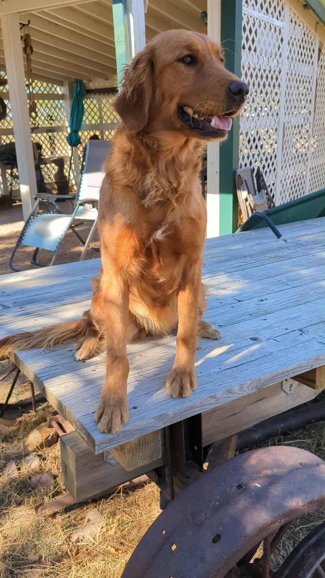 Bubbles, retired AKC/UKC Golden Retriever at Legacy Ranch, Parker, Colorado