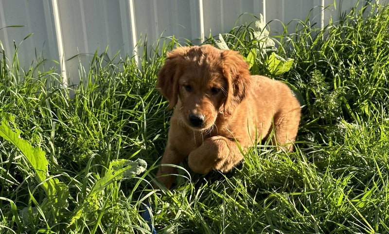 Golden Retriever puppy sitting in the grass at Legacy Ranch in Parker, Colorado