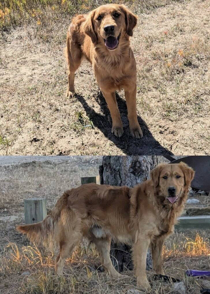 Maddi x Ranger Golden Retriever puppies, Legacy Ranch, Parker, Colorado