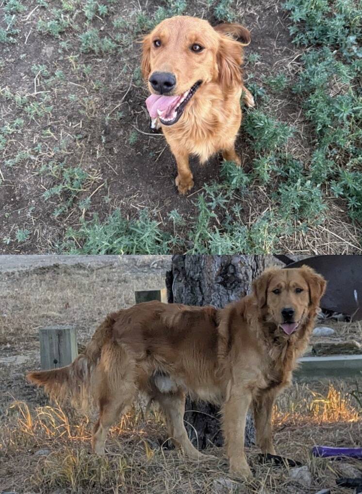 River x Ranger Golden Retriever litter, Legacy Ranch, Parker, Colorado