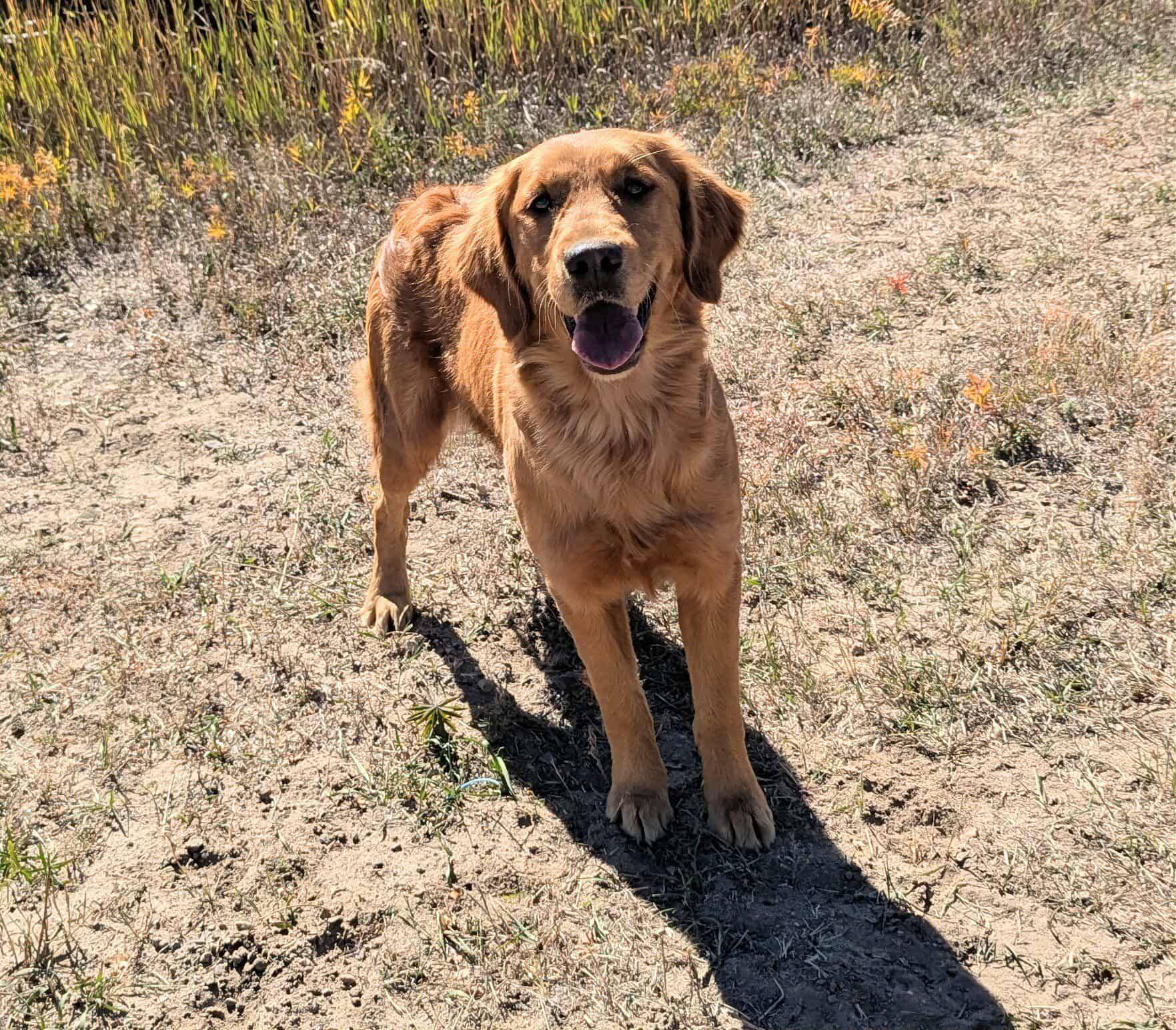 Maddi, AKC/UKC registered female Golden Retriever at Legacy Ranch, Parker, Colorado