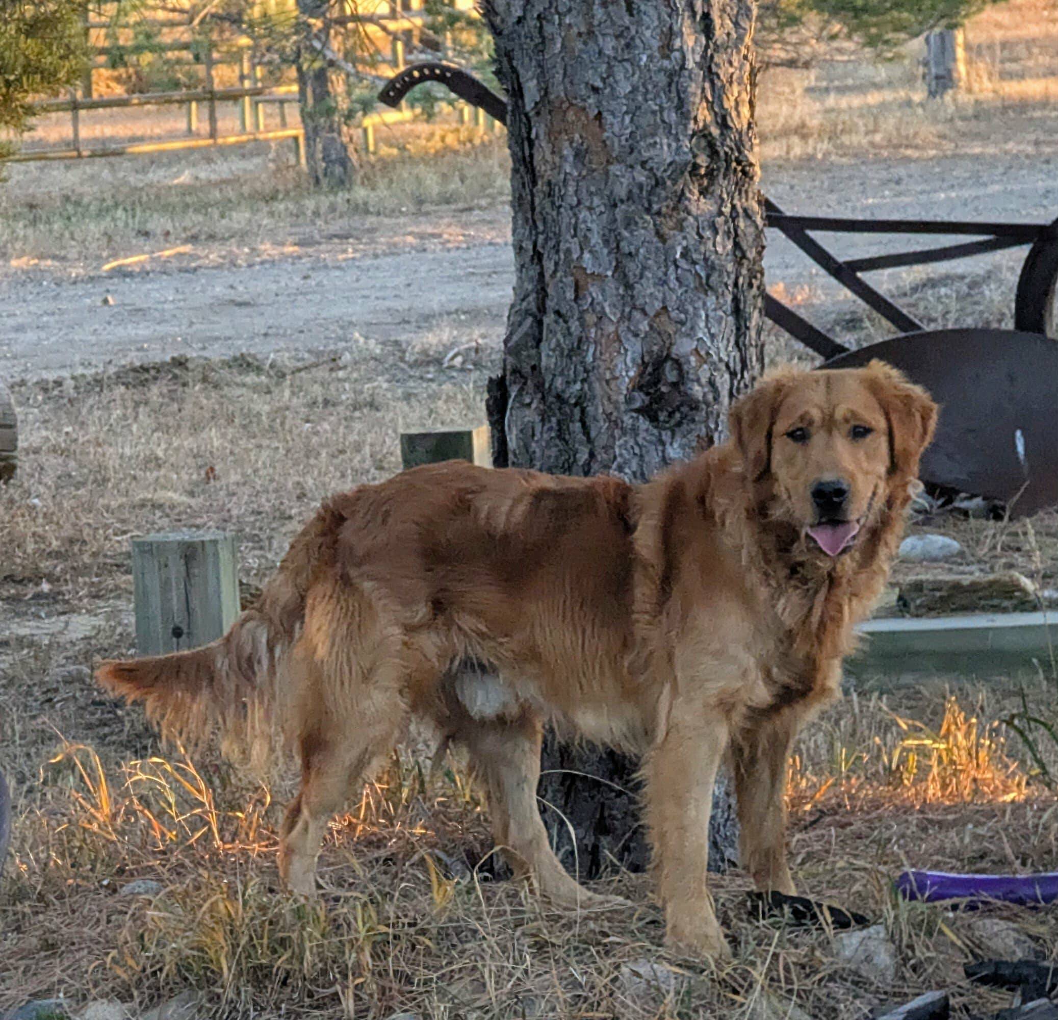 Ranger, AKC/UKC registered Golden Retriever stud at Legacy Ranch, Parker, Colorado