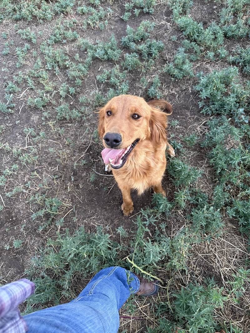 River, AKC/UKC registered female Golden Retriever at Legacy Ranch, Parker, Colorado